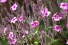 vignette Geranium maderense_Geranium de Madere_Geraniacees