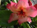 vignette Rhododendron Fire Rim au 01 05 10