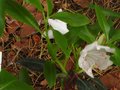 vignette Rhododendron Cinnabarinum ( reidentifier) Arunachal pradesh au 01 05 10