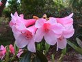 vignette Rhododendron Cinnabarinum Polyroi au 26 04 10