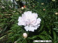 vignette pivoine rose(herbace)