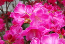 vignette Rhododendron 'Hallelujah'