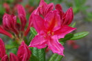 vignette Rhododendron 'Jolie Madame''