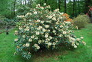 vignette Rhododendron sp,