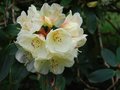 vignette Rhododendron sp,