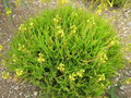 vignette Bulbine frutescens