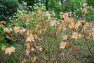 vignette Rhododendron 'Exquiseta'