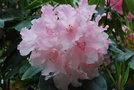 vignette Rhododendron (1)