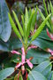 vignette Rhododendron (1)