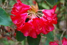 vignette Rhododendron 'Ascot Brilliant'