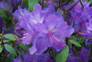 vignette Rhododendron augustinii