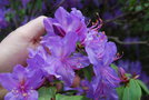 vignette Rhododendron augustinii