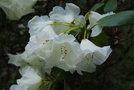 vignette Rhododendron (Chaste group)