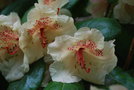 vignette Rhododendron 'Viscy'
