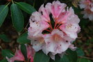 vignette Rhododendron 'Souvenir of W.C. Slocock'