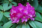 vignette Rhododendron (3)