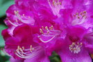 vignette Rhododendron (3)