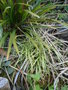 vignette Carex hachijoensis 'evergold'