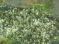 vignette Ranunculus aquatilis - Renoncule aquatique