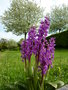 vignette Orchis mascula - Orchis mle