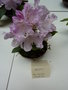 vignette Rhododendron 'Hoppy'