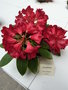 vignette Rhododendron 'Ascot Brilliant'
