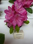 vignette Rhododendron 'Aristide Briant'