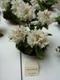 vignette Rhododendron 'Album Compactum'