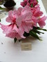 vignette Rhododendron 'Rosabel'