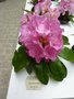 vignette Rhododendron 'Gina Lollobrigida'