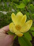 vignette Magnolia 'Yellow River' - Magnolia jaune