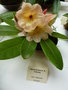 vignette Rhododendron 'Nancy Evans'  x Rhododendron fortunei
