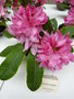 vignette Rhododendron  'Furnivall's Daughter'