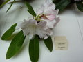 vignette Rhododendron 'Game Chick'