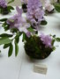vignette Rhododendron oreotrephes