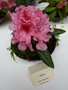 vignette Rhododendron 'Hlne'