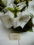 vignette Rhododendron taggianum