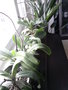 vignette Quelques uns de mes Phalaenopsis en priode de repos, tout juste traits contre les cochenilles !