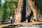 vignette Au coeur du Squoia en Californie....