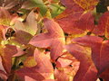vignette Liquidambar formosana (feuilles d'automne)