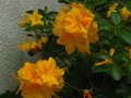 vignette Rhododendron Annabella au 11 05 10