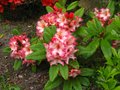 vignette Rhododendron Fire Rim au 11 05 10