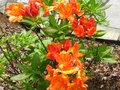 vignette Rhododendron Glowing embers trs parfum au 11 05 10