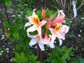 vignette Rhododendron Delicatissimum tres parfum au 11 05 10
