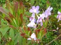 vignette Rhododendron augustinii Electra au feuillage purpurisant en fin de floraison au 11 05 10