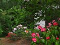 vignette Rhododendrons en fleur zonz nord autre vue au 11 05 10