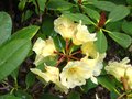 vignette Rhododendron Invitation dernires fleurs au 11 05 10