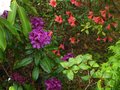 vignette Rhododendron Purple Splendour en compagnie du Rhododendron Cinnabarinum Revlon au 11 05 10