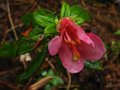 vignette Rhododendron Glaucophyllum tubiform au 11 05 10
