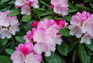 vignette Rhododendron (4)